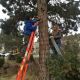 Holiday Tree Light Installation Project in Bend, OR